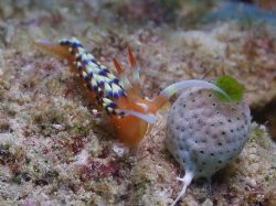 Nudi- This fella was only 10mm long Great Barrier Reef Aust by Joshua Miles 